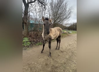 Konik Croisé, Étalon, 1 Année, 125 cm, Isabelle