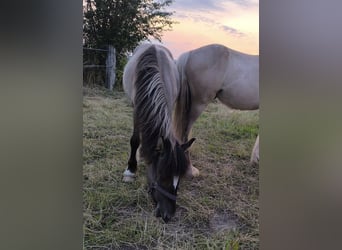 Konik Croisé, Étalon, 2 Ans, 145 cm, Grullo