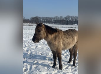 Konik, Étalon, 3 Ans, 128 cm, Grullo