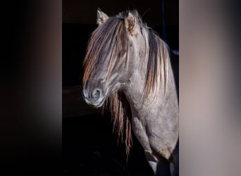 Konik, Étalon, 7 Ans, 135 cm, Isabelle