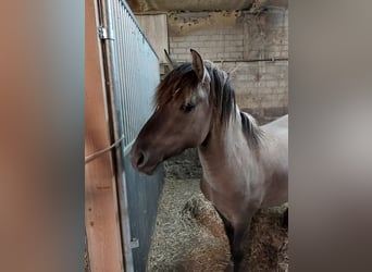 Konik, Étalon, 7 Ans, 140 cm, Isabelle