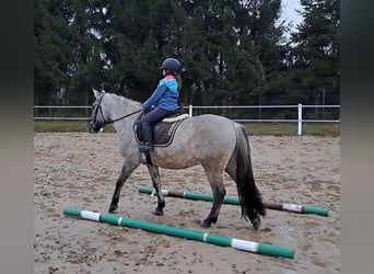 Konik, Gelding, 10 years, 14,3 hh, Dun