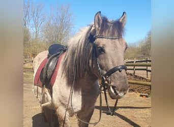 Konik, Gelding, 10 years, 14 hh, Roan-Blue