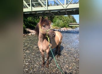 Konik, Gelding, 11 years, 14 hh, Dun