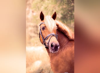 Konik, Gelding, 13 years, 12,2 hh, Chestnut-Red