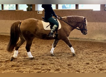 Konik, Gelding, 13 years, 14,2 hh, Dun