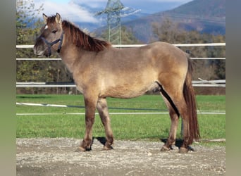 Konik, Gelding, 2 years, 12.1 hh, Grullo