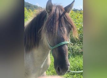 Konik, Gelding, 3 years, 13,2 hh, Dun