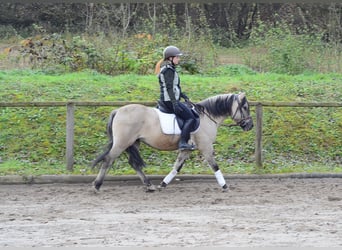 Konik, Gelding, 3 years, 13.2 hh, Dun