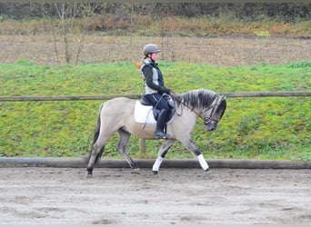 Konik, Gelding, 3 years, 13.2 hh, Dun