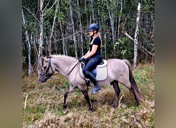 Konik, Gelding, 3 years, 13.2 hh, Dun Konik, Gelding, 3 years, 13.2 hh, Dun