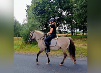 Konik, Gelding, 3 years, 13.2 hh, Dun Konik, Gelding, 3 years, 13.2 hh, Dun