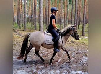 Konik, Gelding, 3 years, 13.2 hh, Dun Konik, Gelding, 3 years, 13.2 hh, Dun