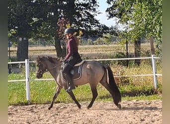 Konik, Wallach, 3 Jahre, 13,3 hh, Falbe