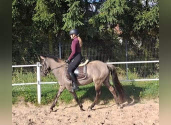 Konik, Wallach, 3 Jahre, 13,3 hh, Falbe