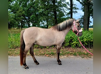 Konik, Gelding, 3 years, 13,1 hh, Dun
