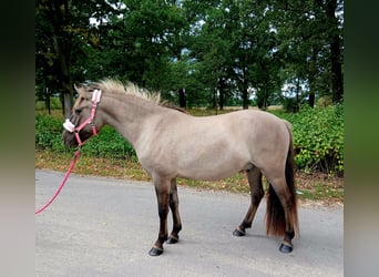 Konik, Gelding, 3 years, 13,1 hh, Dun