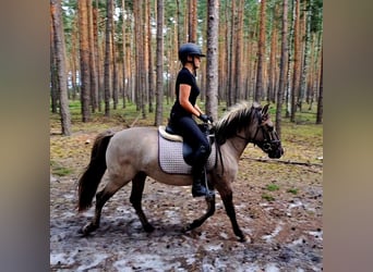 Konik, Gelding, 3 years, 13,1 hh, Dun