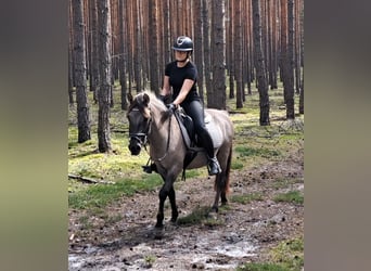 Konik, Gelding, 3 years, 13,1 hh, Dun