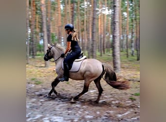 Konik, Gelding, 3 years, 13,1 hh, Dun