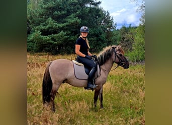 Konik, Gelding, 3 years, 13,1 hh, Dun