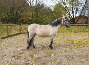 Konik, Gelding, 3 years, 13,2 hh, Dun