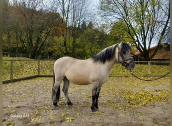 Konik, Gelding, 3 years, 13,2 hh, Dun