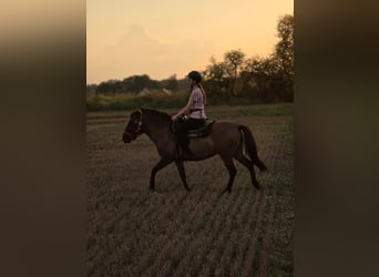 Konik, Gelding, 3 years, 13,3 hh, Dun
