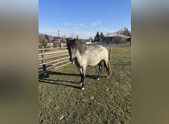 Konik Mix, Gelding, 3 years, 14,2 hh, Roan-Blue