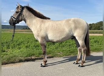 Konik Mix, Gelding, 3 years, 14 hh, Dun