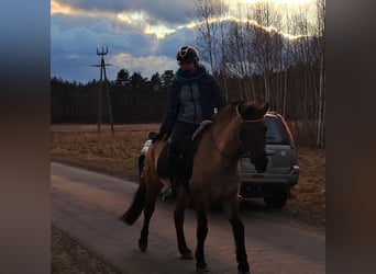 Konik, Gelding, 3 years, 14,1 hh, Dun
