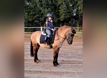 Konik, Gelding, 3 years, 14,1 hh, Dun