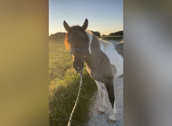 Konik Mix, Gelding, 3 years, 14,1 hh, Pinto