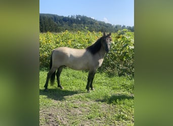 Konik, Gelding, 4 years, 13,2 hh, Dun