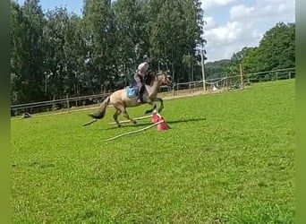Konik, Gelding, 4 years, 13.2 hh, Dun