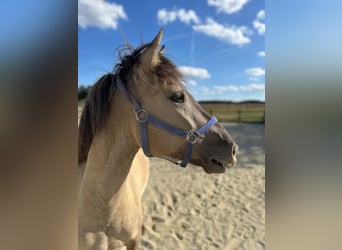 Konik, Gelding, 4 years, 13,3 hh, Dun