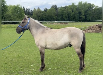 Konik, Gelding, 4 years, 13.3 hh, Dun