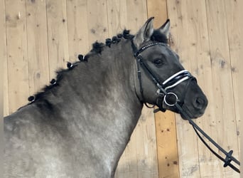 Konik, Gelding, 4 years, 13,3 hh, Dun