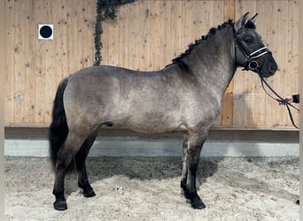 Konik, Gelding, 4 years, 13,3 hh, Dun