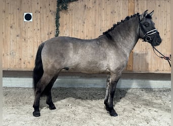 Konik, Gelding, 4 years, 13,3 hh, Dun