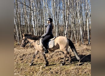 Konik, Gelding, 4 years, 13.3 hh, Dun