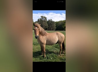 Konik, Gelding, 4 years, 13,1 hh, Bay