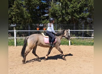 Konik, Gelding, 4 years, 13,2 hh, Dun
