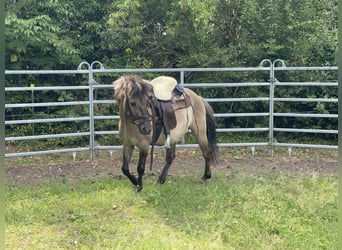 Konik, Gelding, 4 years, 13,2 hh, Dun