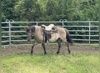 Konik, Gelding, 4 years, 13,2 hh, Dun