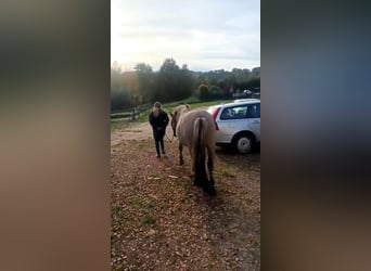 Konik, Gelding, 4 years, 13,2 hh, Dun