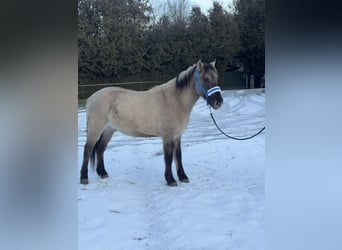Konik, Gelding, 4 years, 13,3 hh, Dun