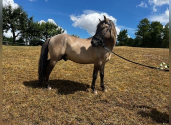 Konik, Gelding, 4 years, 13,3 hh