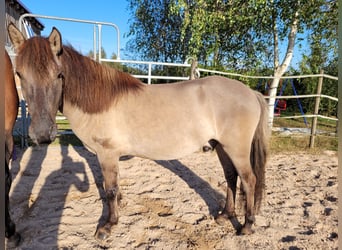 Konik, Gelding, 4 years, 14.1 hh, Dun