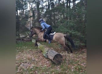 Konik, Gelding, 4 years, 14.1 hh, Dun